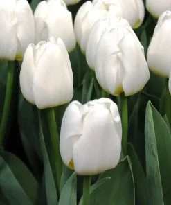 lale-antarctica-tulip-antarctica---snezhnobyala-nezhnost-i-chistota-za-vashata-gradina