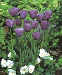 Лале Bleu Amaible (Tulip Bleu Amaible) – Нежно синьо в пролетната градина!
