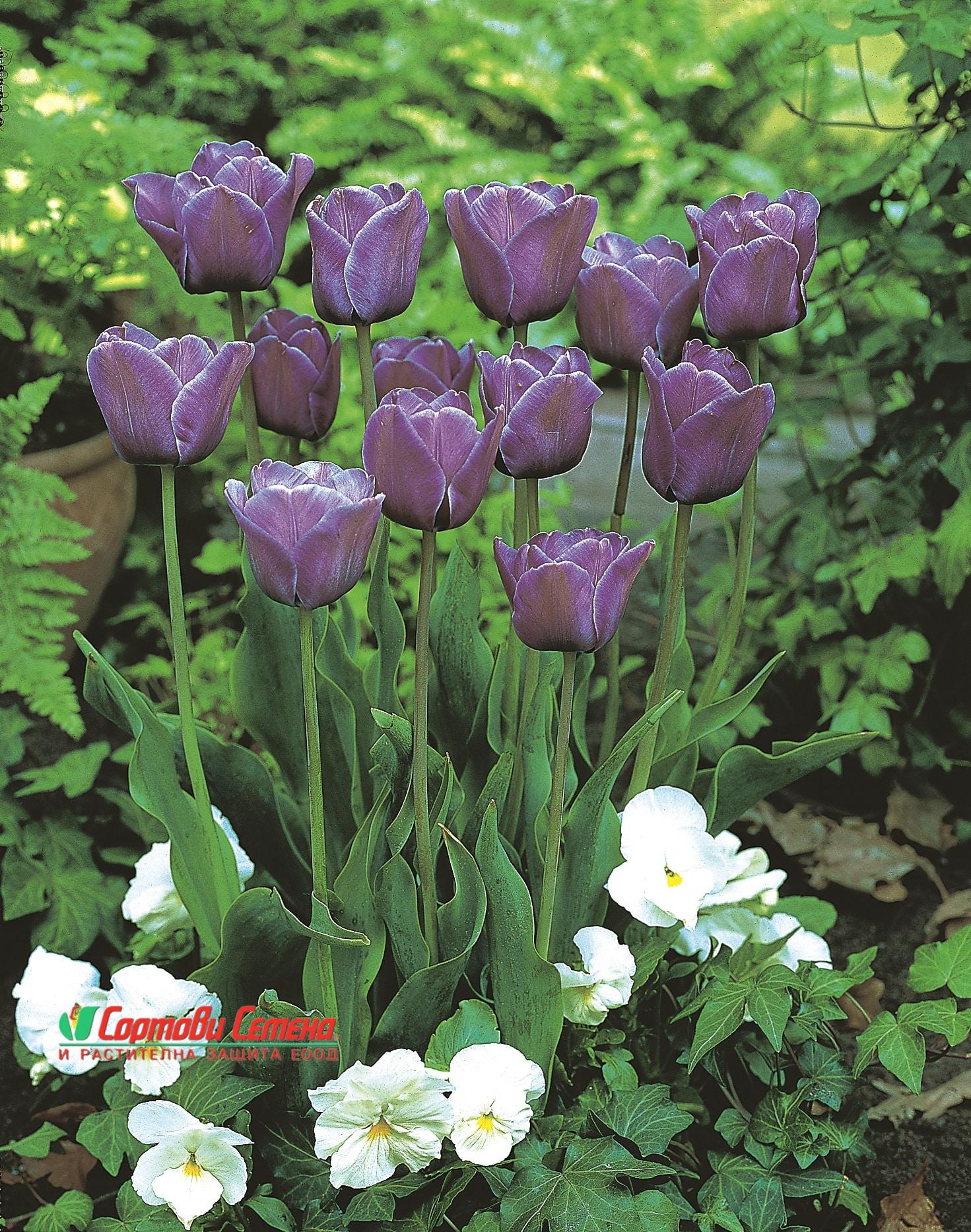 Лале Bleu Amaible (Tulip Bleu Amaible) – Нежно синьо в пролетната градина!