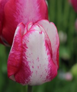 Лале Playgiri (Tulip Playgiri)– Изтънчена красота и контраст за вашата градина!