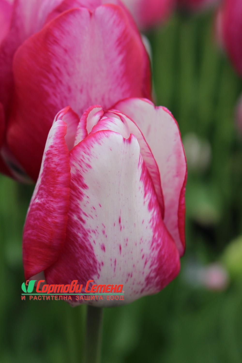 Лале Playgiri (Tulip Playgiri)– Изтънчена красота и контраст за вашата градина!