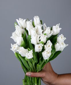 Лале Уайт Либърстар (Tulip White Liberstar) – Нежна чистота и елегантност!