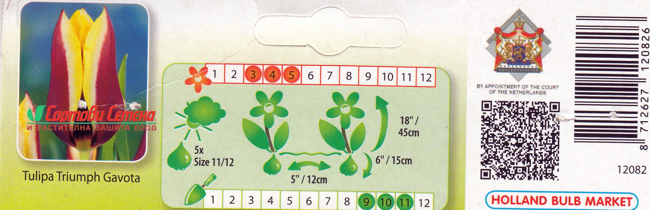 Лале Gavota (Tulip Gavota) – Елегантната класика от Холандия