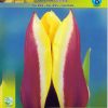 Лале Gavota (Tulip Gavota) – Елегантната класика от Холандия