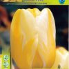 Лале Яап Гроот (Tulip Jaap Groot) – Елегантна красота с нежен преход от жълто към бяло!