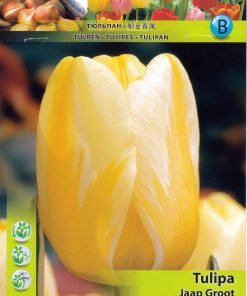 Лале Яап Гроот (Tulip Jaap Groot) – Елегантна красота с нежен преход от жълто към бяло!