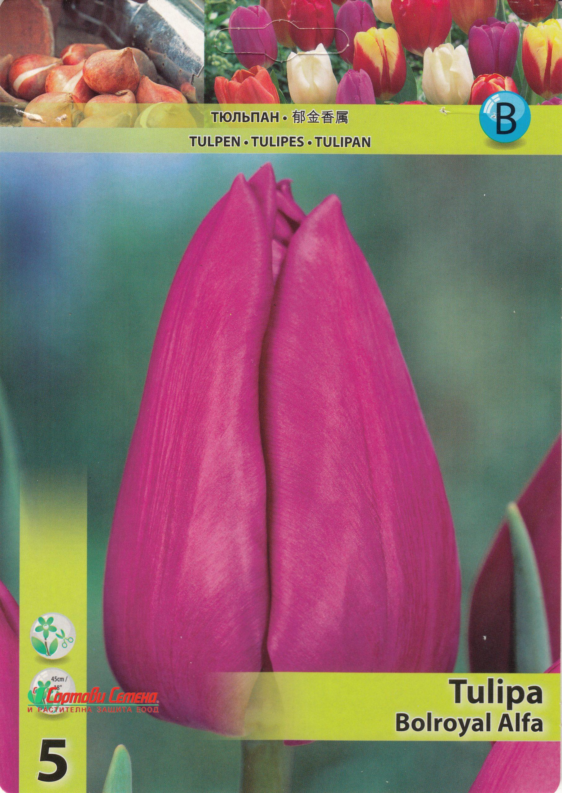 lale-bolroyal-alfa-tulip-bolroyal-alfa-carstvena-krasota-i-stil-za-vashata-gradina