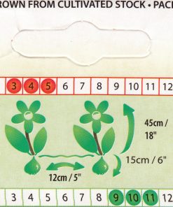 lale-bolroyal-alfa-tulip-bolroyal-alfa-carstvena-krasota-i-stil-za-vashata-gradina