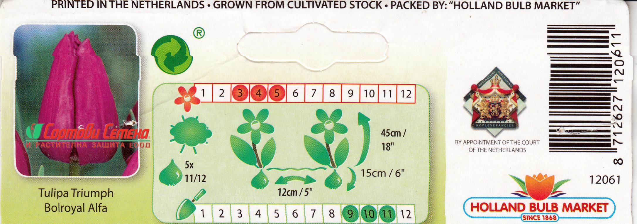 lale-bolroyal-alfa-tulip-bolroyal-alfa-carstvena-krasota-i-stil-za-vashata-gradina