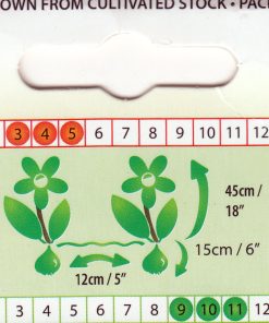 Лале Fay (Tulip Fay) - Вълшебно докосване на пролетта!