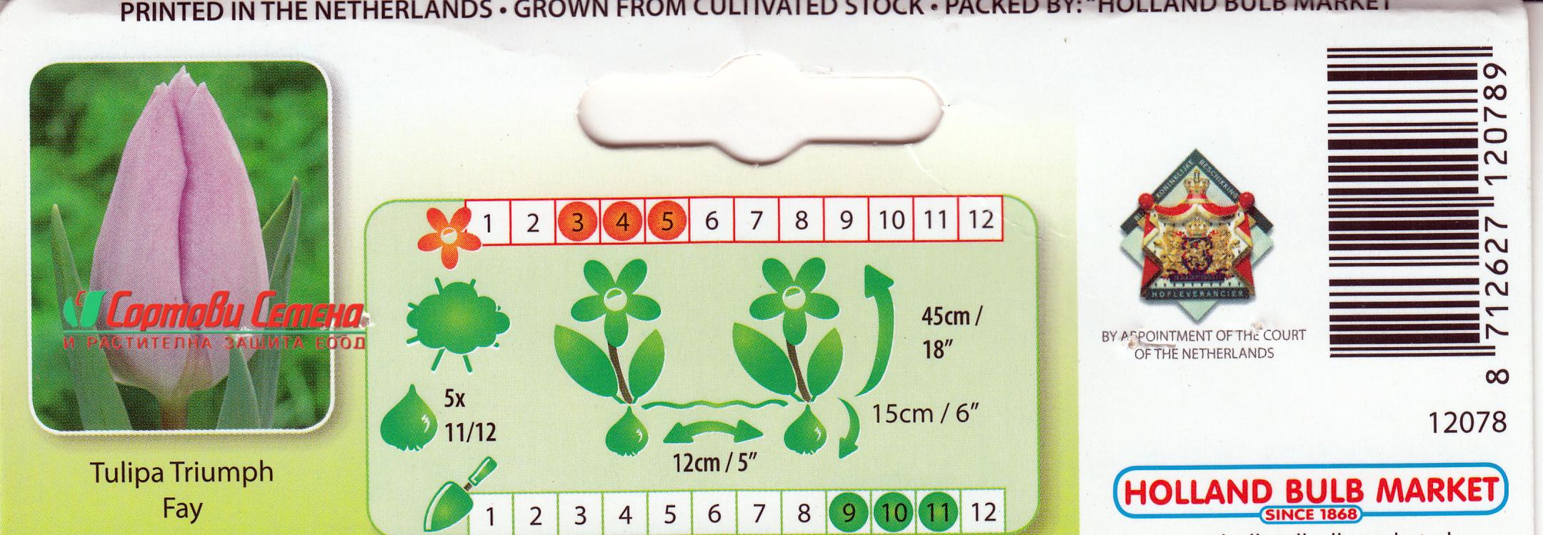 Лале Fay (Tulip Fay) - Вълшебно докосване на пролетта!