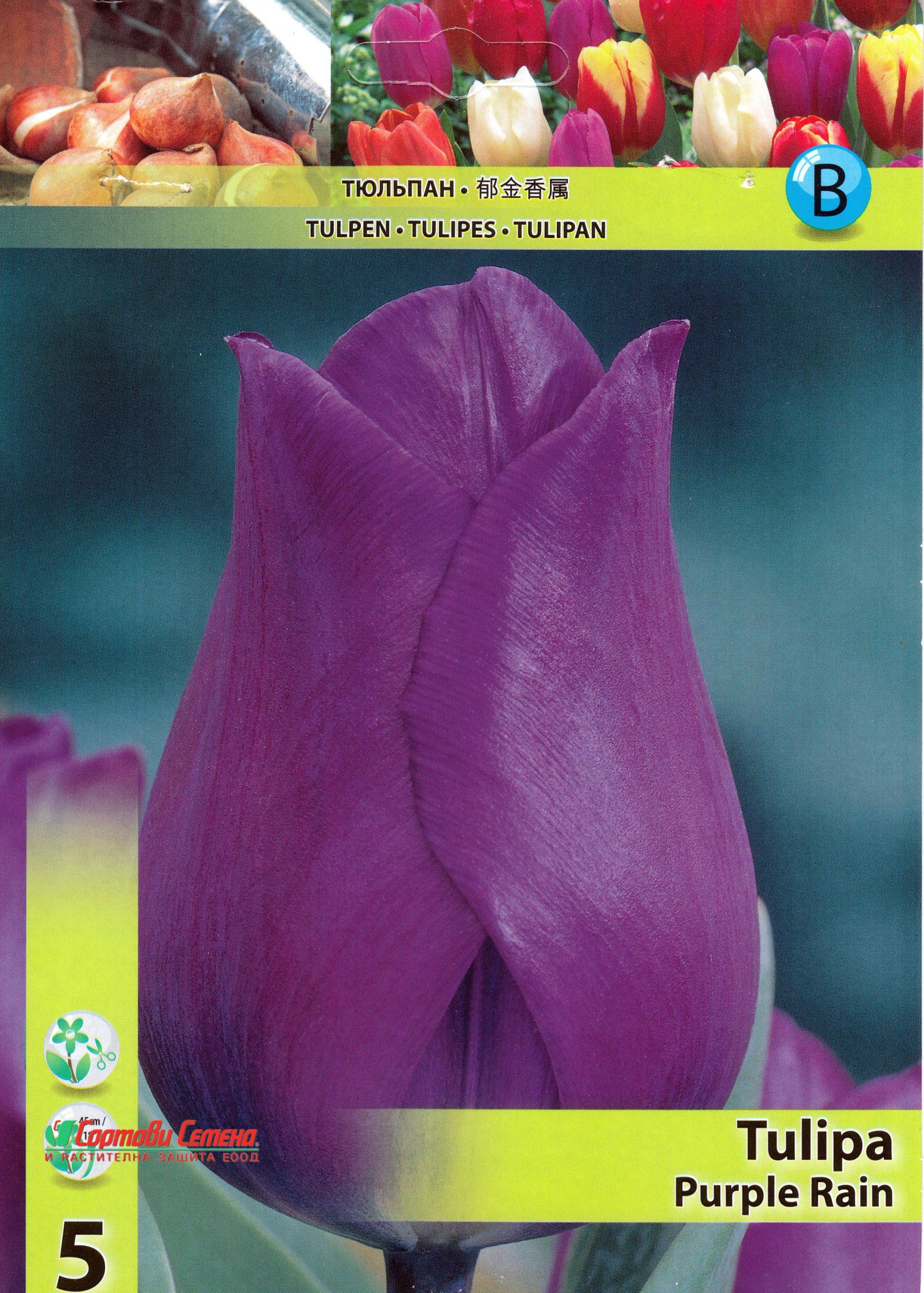 lale-purple-rain-tulip-purple-rain-elegantna-krasota-koyato-shte-preobrazi-vashata-gradina