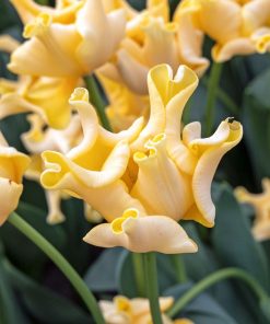 Лале Йелоу Краун (Tulip Yellow Crown) – Екзотична красота в слънчево жълто!