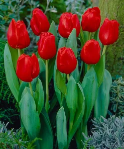 Лале Escape (Tulip Escape) – Класическа красота в яркочервено!