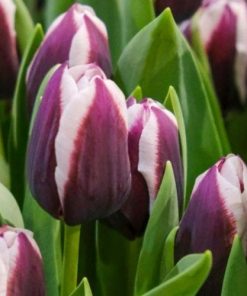 Лале Alexander Pushkin (Tulip Alexander Pushkin) – Кралска елегантност и контраст за вашата градина!