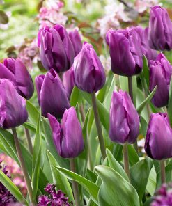 lale-purple-rain-tulip-purple-rain-elegantna-krasota-koyato-shte-preobrazi-vashata-gradina
