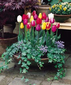 Лале Triumph Mixed (Tulip Triumph Mixed)- Взрив от цветове за незабравима пролет!