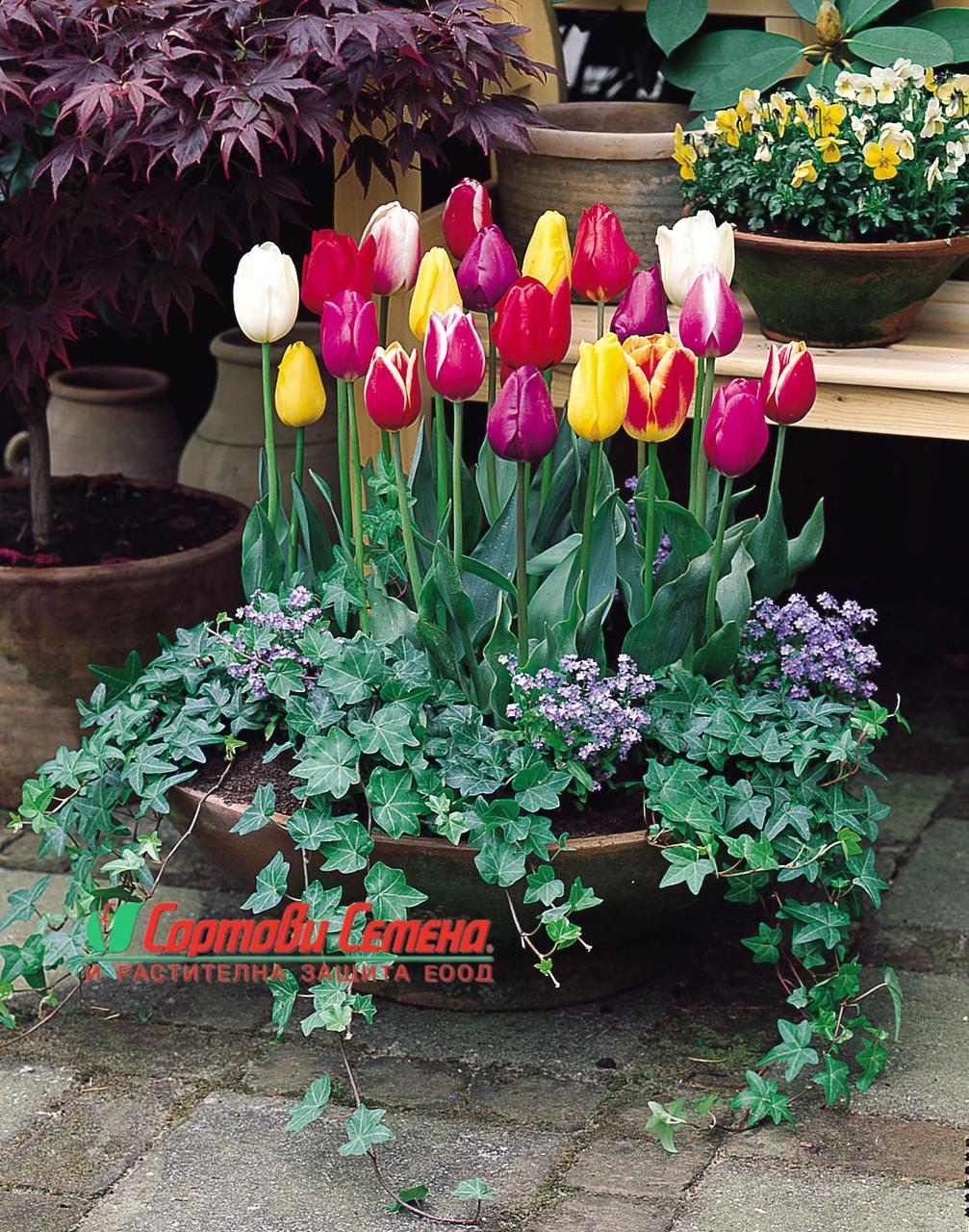 Лале Triumph Mixed (Tulip Triumph Mixed)- Взрив от цветове за незабравима пролет!