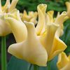 Лале Йелоу Краун (Tulip Yellow Crown) – Екзотична красота в слънчево жълто!