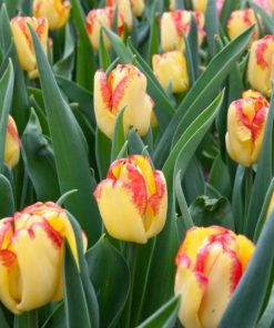 Лале Cape Town (Tulip Cape Town) – Екзотична красота в жълто и червено!