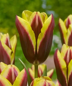 Лале Gavota (Tulip Gavota) – Елегантната класика от Холандия