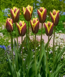 Лале Gavota (Tulip Gavota) – Елегантната класика от Холандия