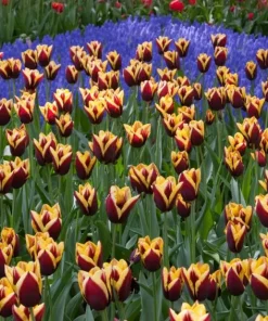 Лале Gavota (Tulip Gavota) – Елегантната класика от Холандия