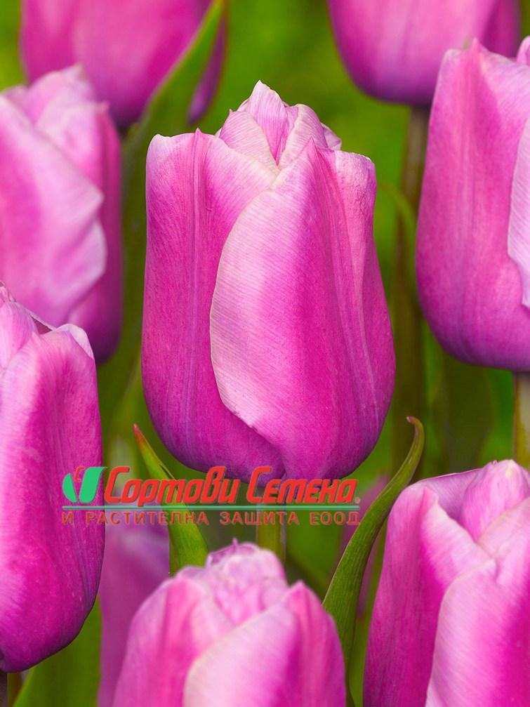 Лале Holland Beauty (Tulip Holland Beauty) - Неустоима красота в пролетната градина!