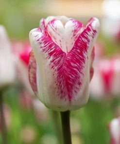 Лале Hotpants (Tulip Hotpants) – Игрива комбинация от цветове за вашата градина!