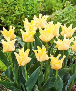 Лале Йелоу Краун (Tulip Yellow Crown) – Екзотична красота в слънчево жълто!