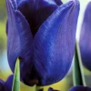 Лале Bleu Amaible (Tulip Bleu Amaible) – Нежно синьо в пролетната градина!