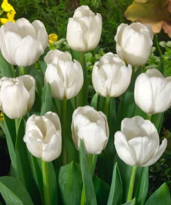 Лале Antarctica (Tulip Antarctica) - Снежнобяла нежност и чистота за вашата градина!