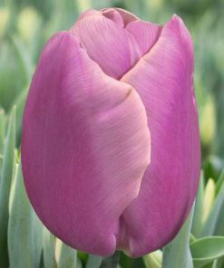 Лале Holland Beauty (Tulip Holland Beauty) - Неустоима красота в пролетната градина!