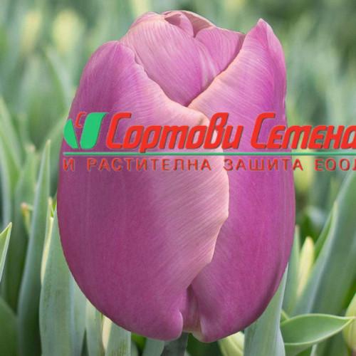 Лале Holland Beauty (Tulip Holland Beauty) - Неустоима красота в пролетната градина!