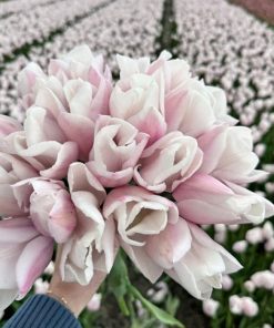 Лале Fay (Tulip Fay) - Вълшебно докосване на пролетта!