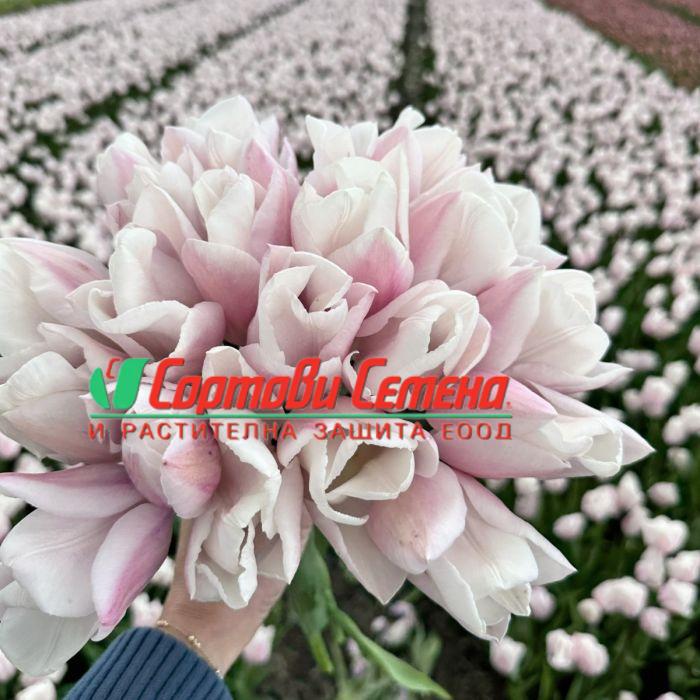 Лале Fay (Tulip Fay) - Вълшебно докосване на пролетта!