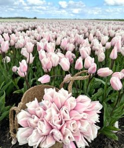 Лале Fay (Tulip Fay) - Вълшебно докосване на пролетта!