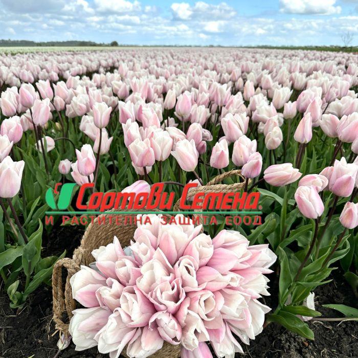 Лале Fay (Tulip Fay) - Вълшебно докосване на пролетта!