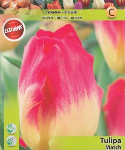 Лале Tulip Match