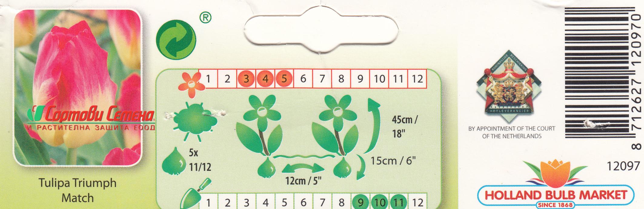 Лале Tulip Match