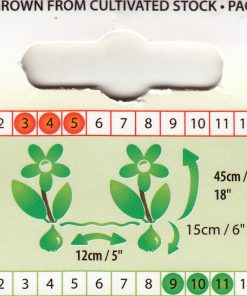 Лале Playgiri (Tulip Playgiri)– Изтънчена красота и контраст за вашата градина!