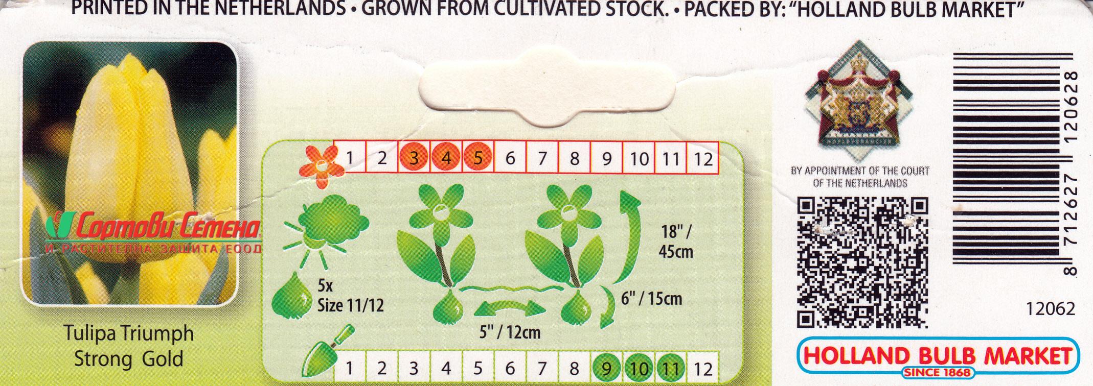 Лале Strong Gold (Tulip Strong Gold)- Златно слънце за вашата градина!