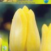 Лале Strong Gold (Tulip Strong Gold)- Златно слънце за вашата градина!