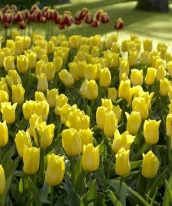 Лале Strong Gold (Tulip Strong Gold)- Златно слънце за вашата градина!