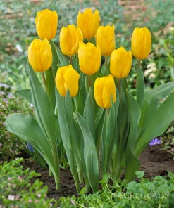 Лале Strong Gold (Tulip Strong Gold)- Златно слънце за вашата градина!
