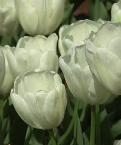 Лале Lanka(Tulip Lanka)- Нежна елегантност в чисто бяло!