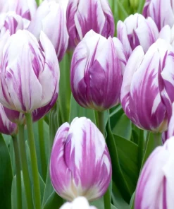Лале Флейминг Флаг (Tulip Flaming Flag) – Изящна красота в бяло и лилаво!