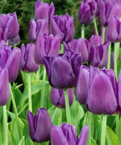 Лале Bleu Amaible (Tulip Bleu Amaible) – Нежно синьо в пролетната градина!