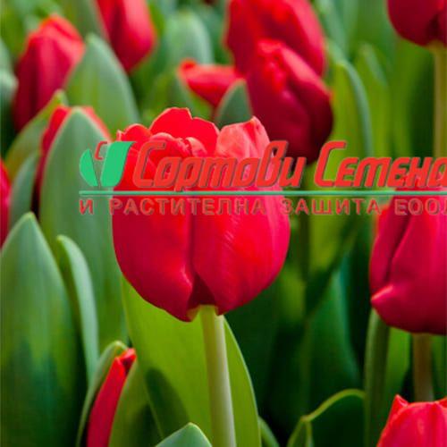 Лале Escape (Tulip Escape) – Класическа красота в яркочервено!