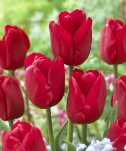 Лале Escape (Tulip Escape) – Класическа красота в яркочервено!